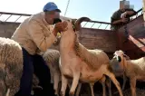 خليتو الناس بلا عيد... مؤثر فلاحي يثير الجدل بعد هجومه على حملة "خليه يبعبع"